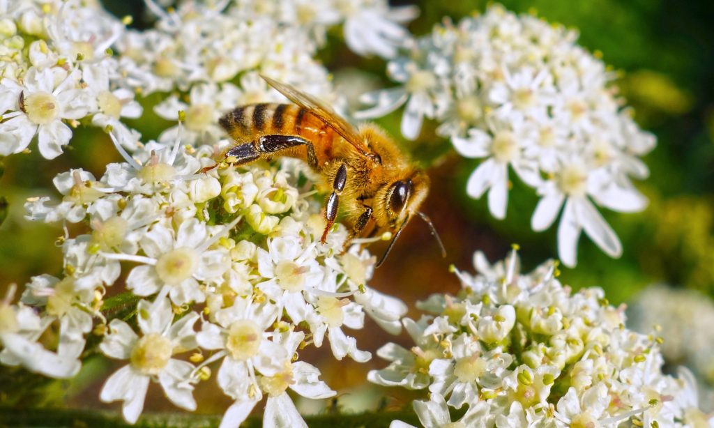 عسل وحشی چیست ؟