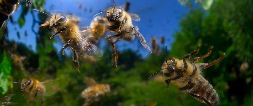 آیا زنبورها تهاجمی هستند؟ 8 عاملی که میتواند کندو با زنبورهای تهاجمی ایجاد کند
