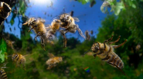 آیا زنبورها تهاجمی هستند؟ 8 عاملی که میتواند کندو با زنبورهای تهاجمی ایجاد کند